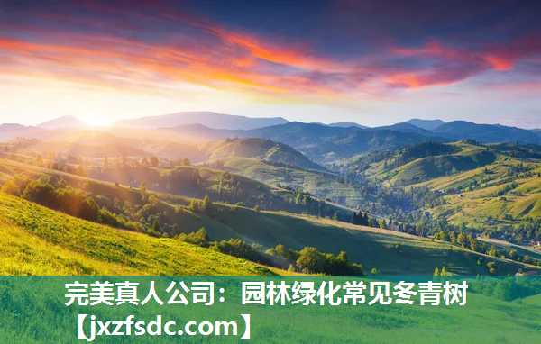 园林绿化常见冬青树 园林绿化常见冬青树